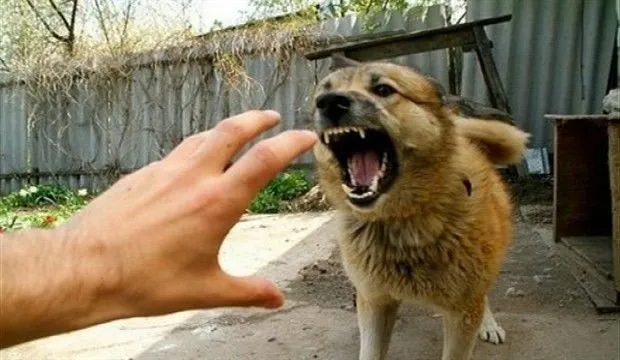 Son dakika: Dikkat! Köpek saldırıları artabilir! Tedbir alınmazsa çok kötü...