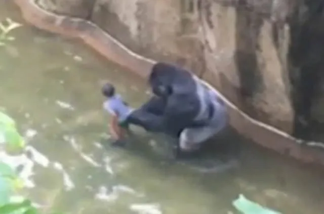 Goril Harambe’nin öldürülmesi yargıya taşınıyor