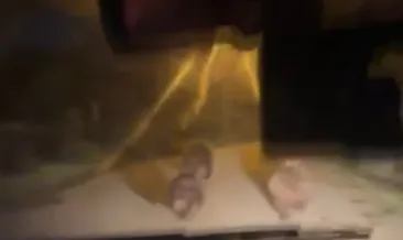 Devrek’te aç kalan ayılar köye indi