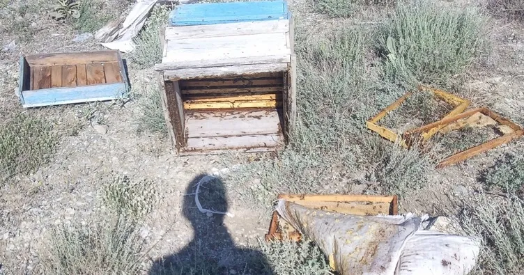 Köylere dadanan ayı 55 kovan balı yedi