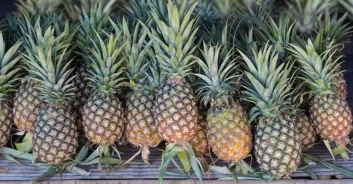 ananas nerede turkiye de en cok hangi bolgede ve ilde yetisir ananas hangi mevsimde agacta mi yetisir son dakika egitim haberleri