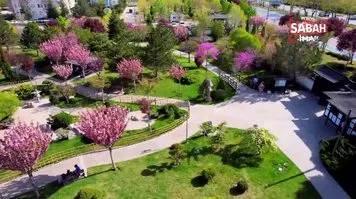 Sakuralar Konya'da çiçek açtı, görüntüler hayran bıraktı