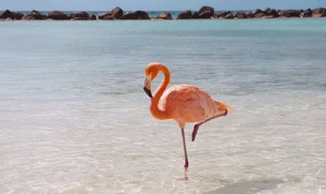 Flamingolar bu yüzden tek ayak üzerinde duruyor!