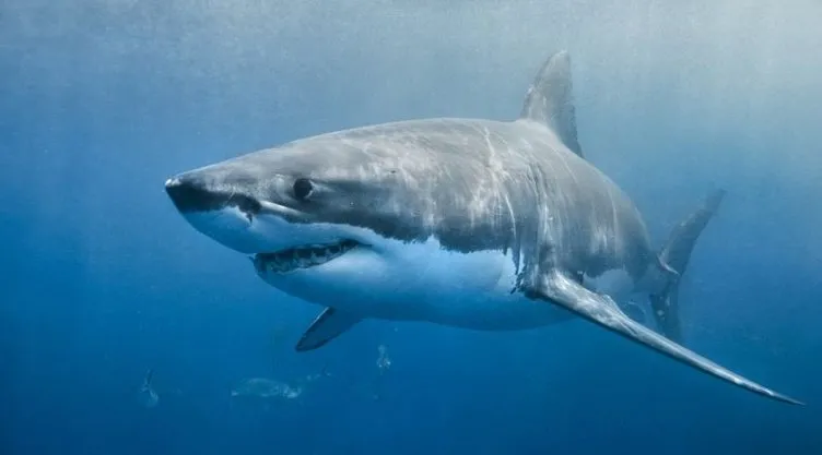 Mısır’da köpekbalığı saldırısı dehşeti gözler önüne serdi! Akdeniz’de köpekbalıklarını duyunca hayrete düşeceksiniz