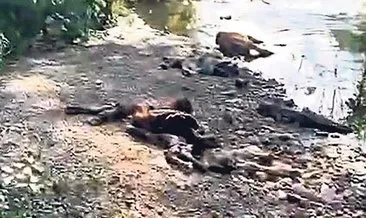 Bu hayvanlar neden öldü?