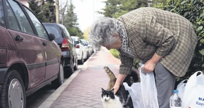 Kedilerin Azime Annesi Ankara Baskent Haberleri