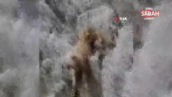 Kayalıklarda mahsur kalan koyunu sırtında taşıdı | Video