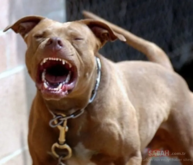 Pitbull bakmak beslemek yasak mı, cezası var mı, nedir? Pitbull bakmak yasak mı, bakmanın cezası var mı?