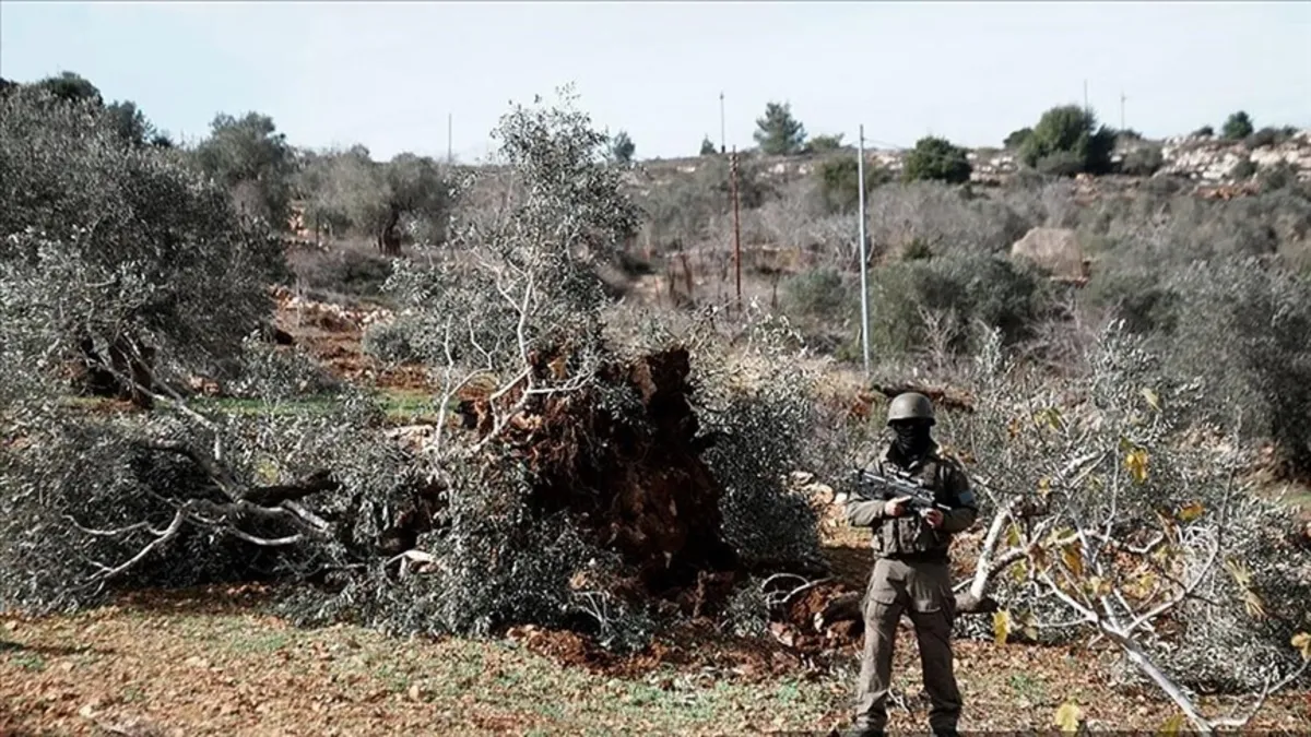 İsrail, Batı Şeria’da bir haftada 8 bin ağacı söktü İsrail, Batı Şeria’da bir haftada 8 bin ağacı söktü