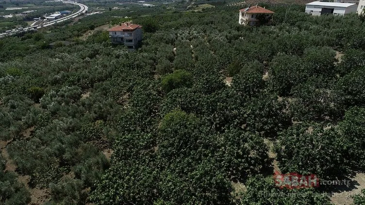 İngiliz Kraliyet ailesine en kaliteli incir Bursa’dan gidiyor! İşte Bursa Siyahı..