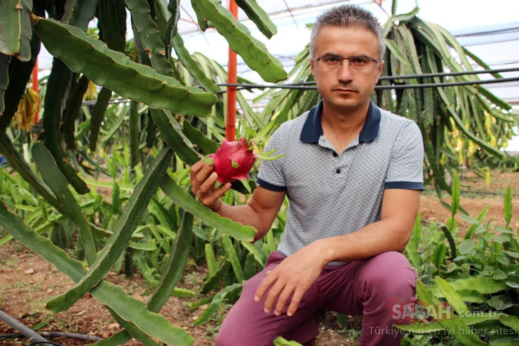 sebzeyi birakti ejder meyvesi