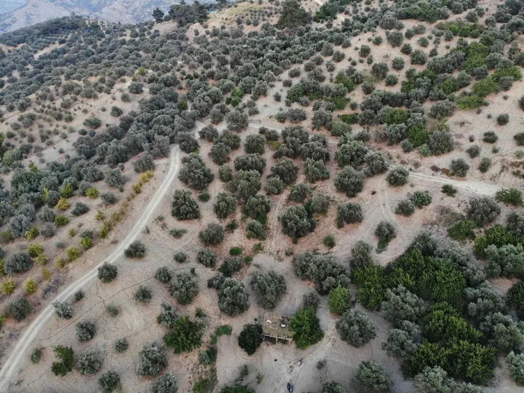 Kilosu 70 TL: Günlük 1000 lira kazanıyorlar!