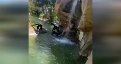 Hayvanat bahçesinde korku dolu anlar! Maymunlarına arasına giren kadın kamerada
