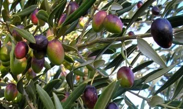Adana’da 18 bini aşkın yabani zeytin aşılandı