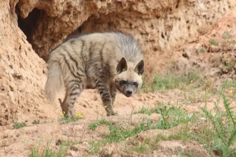 Adıyaman'da çizgili sırtlan görüntülendi