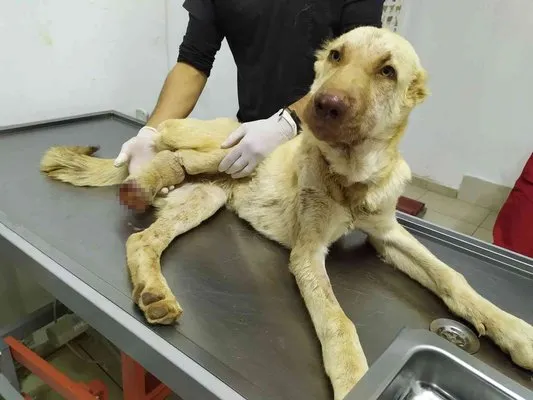 Gaziantep’te 6 aylık köpeğe yapılan işkence pes dedirtti