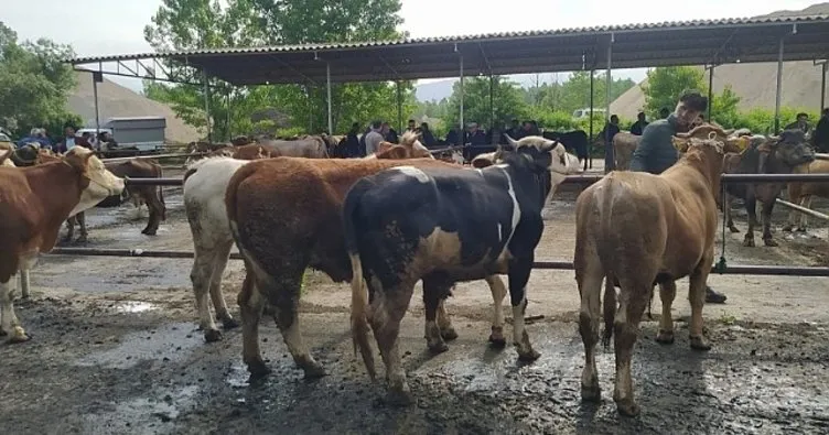 Tokat’ta şap hastalığı alarmı: Hayvan pazarı kapatıldı!