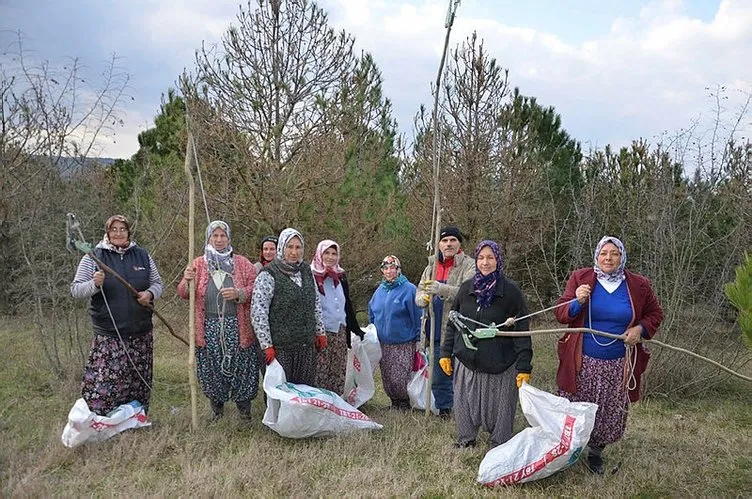 Çam kese böceklerinin tehdit ettiği ormanı, kadınlar kurtarıyor