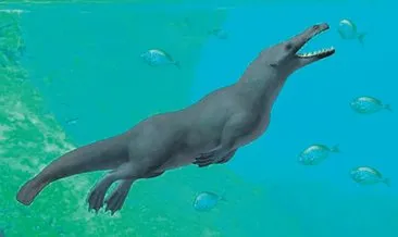 43 milyon yaşında dört ayaklı balina