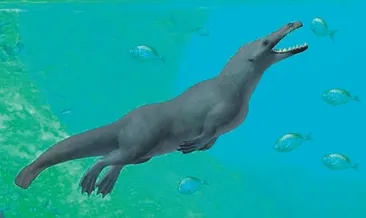 43 milyon yaşında dört ayaklı balina