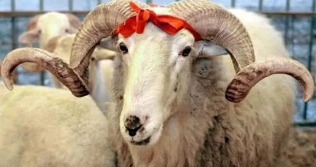 kurban bayrami ne zaman 2021 kurban