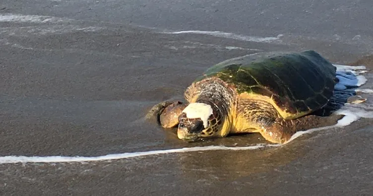 Zafer, Vatan, Azerin, ve Bayraktar doğal yaşamlarına döndü