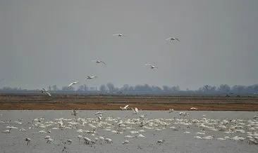 Flamingoların durağı Gala Gölü buz tuttu!