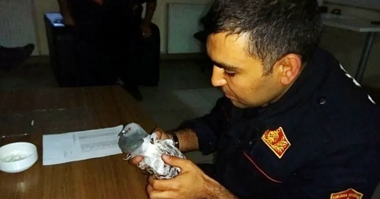 Ankara’da fileye takılan güvercini itfaiye kurtardı
