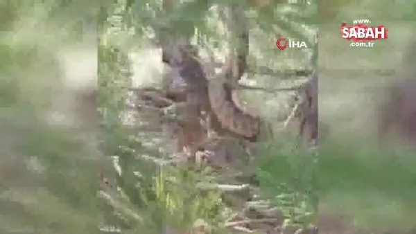 Tunceli’de sarı yılan çam ağacında böyle görüntülendi | Video
