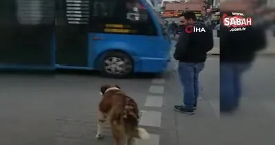İstanbul’da köpekten insanlara ibretlik  trafik dersi