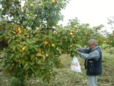 Kaynatılan yaprakların suyu ile yıkanan saçlar…