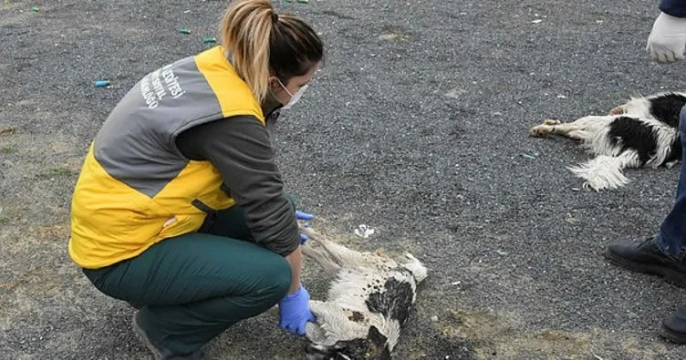 Çorlu’da ölü bulunan köpekler kimyasaldan zehirlenmiş