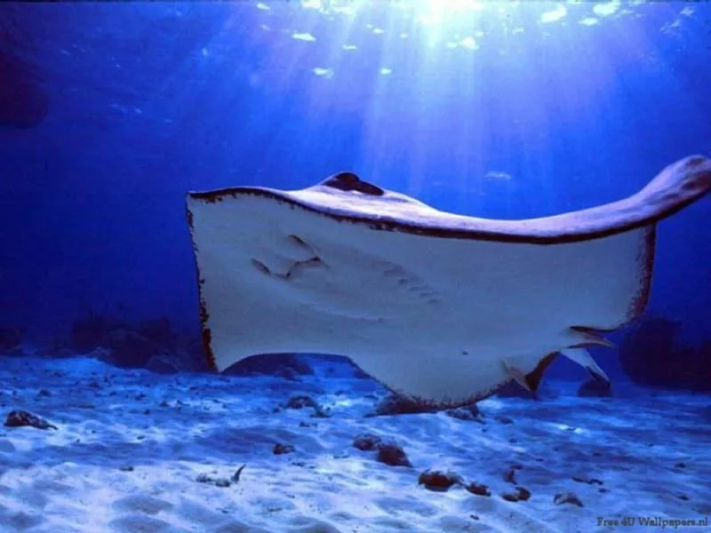 Hayvanlar aleminden bilmediklerimiz Son Dakika Haberler