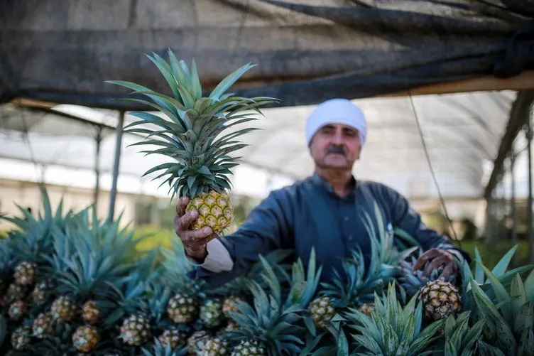 Gazze’de ilk kez ananas üretildi
