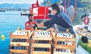 Denizde palamut bereketi