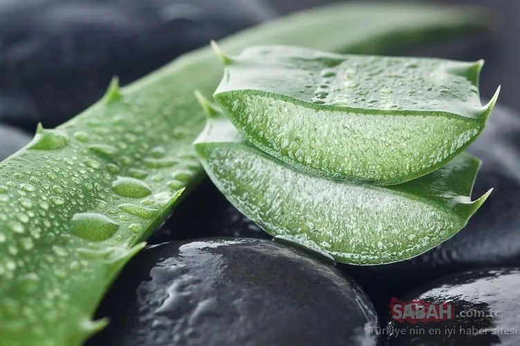 Aloe vera nedir? Aloe veranın faydaları nelerdir? İşte aloe veranın mucizevi faydaları