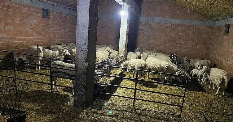 Afyonkarahisar’da çoban 70 hayvanı çaldı! Otelde dinlenirken yakalandı