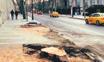 İBB’ye çınar katliamı tepkisi: Bu ihanettir