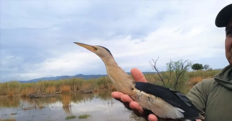Küçük balaban kuşadası’nda fırtınaya yakalandı