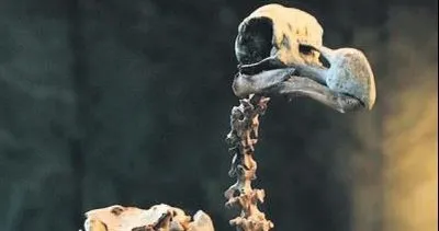 Dodo kuşu iskeleti açık artırmada...