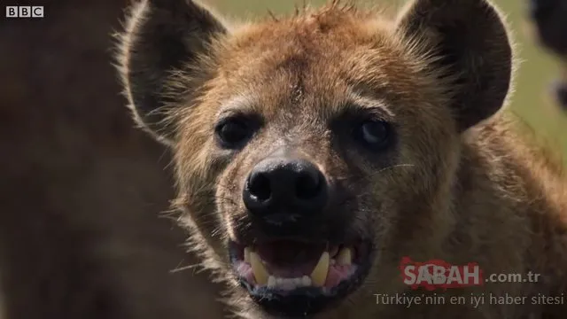 Vahşi doğada inanılmaz anlar! Aslan öldürülmeyi bekliyordu ki...