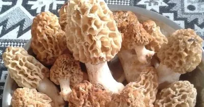 Gelir kapısı haline geldi! Kilosu 500 TL... Dağ tepe her yerde arıyorlar