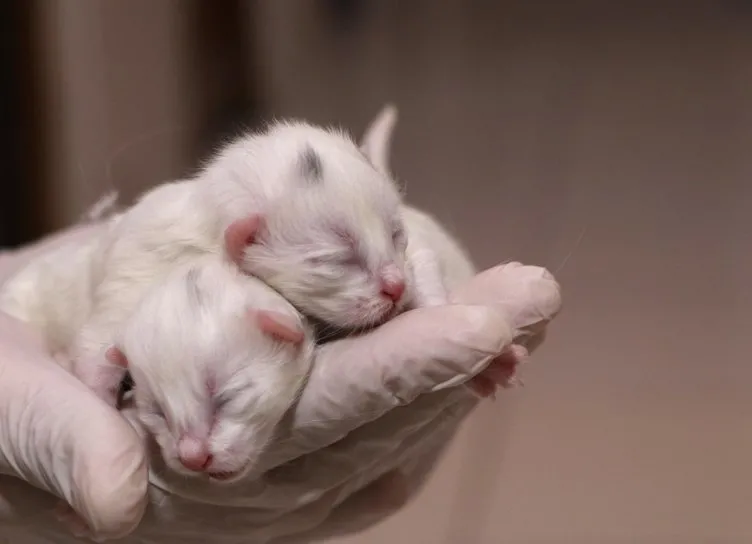 Van Kedi Villası’nda ilk yavru heyecanı: Güzellikleriyle dünyayı kendilerine hayran bırakıyor!