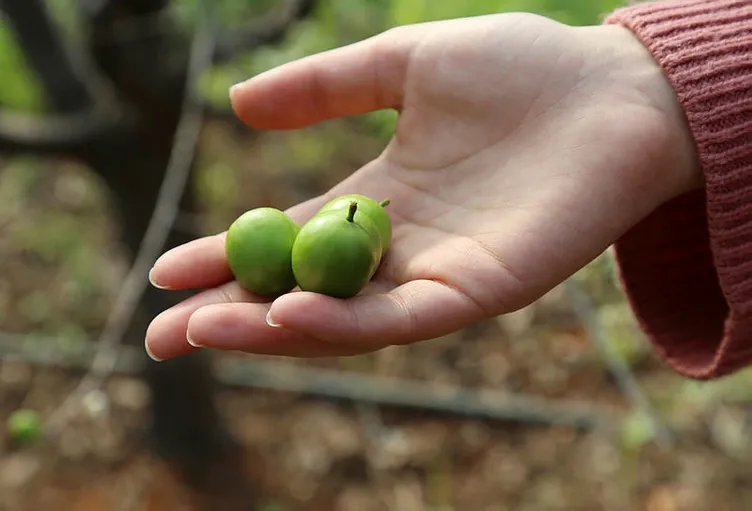 Yılın ilk eriği çıktı! Kilosu cep yakıyor