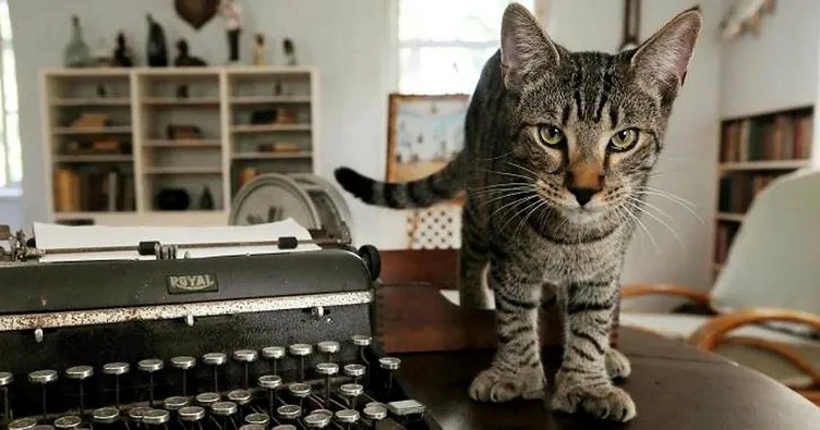 Hemingway’in 54 kedisi İrma’yı atlattı