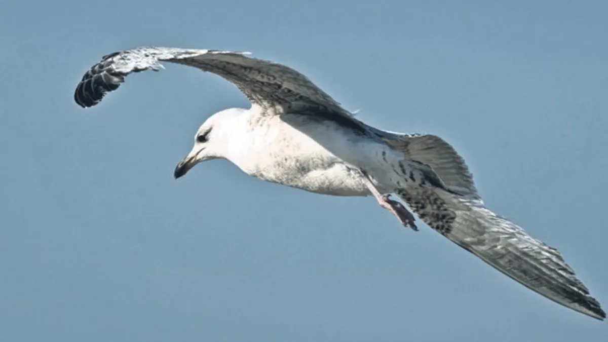 Kuşlarda ısı mucizesi – Son Dakika Haberler
