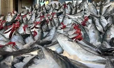 Uzman Doktor Aytaç Karadağ uyardı: Palamut balığı diye ağır metal tüketmeyin! Seçerken bu ayrıntıya dikkat