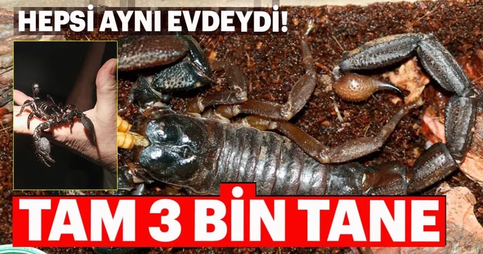 zengin olmak icin akrep yetistiriyorlar son dakika haberler