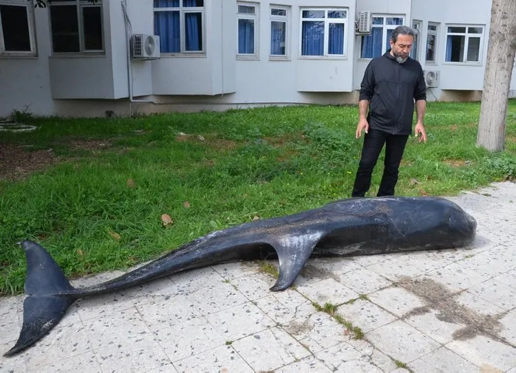 Mersin’de kıyıya vurdu: 3 metre uzunluğunda 360 kilogram ağırlığında!