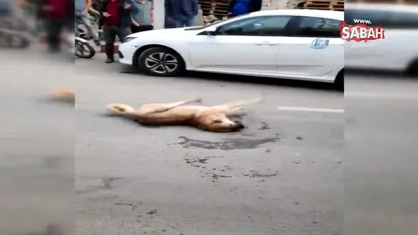 Mardin'de dehşete düşüren görüntüler! Zehirlenen köpekler sokak ortasında böyle can çekişti...